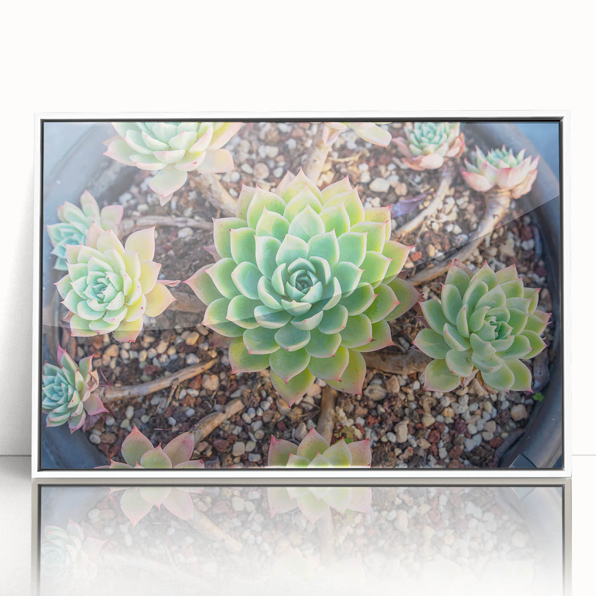Framed wall art featuring a vibrant botanical design of assorted succulents, set against a white background, perfect for modern home decor and plant enthusiasts.