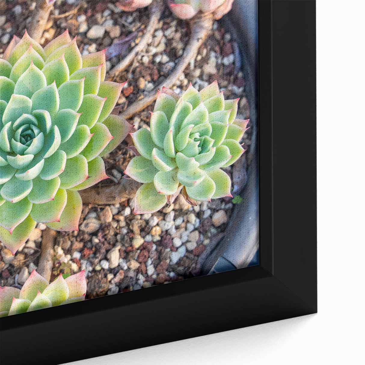 Close-up of a framed botanical wall art piece showcasing vibrant succulents in various hues of green and pink, perfect for home décor enthusiasts. The intricate details highlight the natural beauty of the plants, adding a touch of elegance to any space.