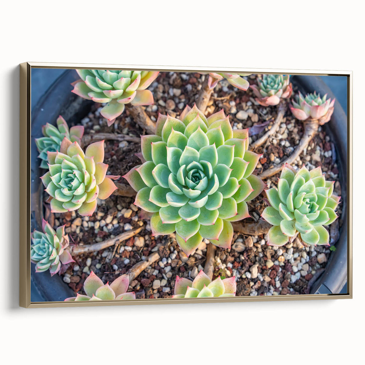 Framed wall art featuring a botanical design with succulents on a textured canvas, elegantly bordered with gold, showcasing vibrant greens and earthy tones.