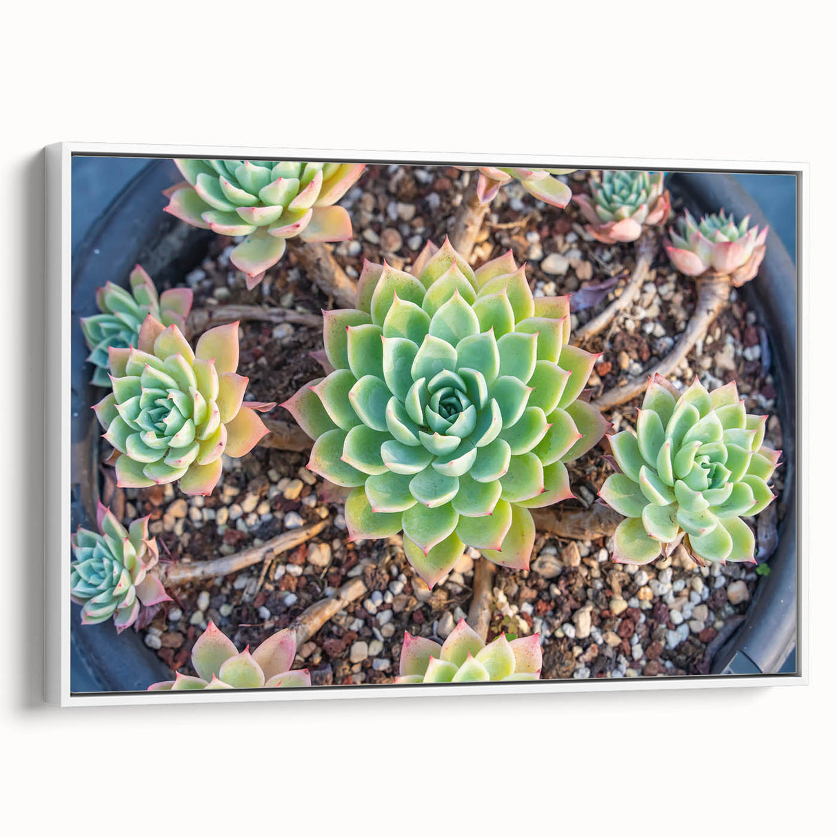 Framed botanical wall art collection featuring vibrant succulents and flowers on a white background, showcasing a stylish side view suitable for modern decor.