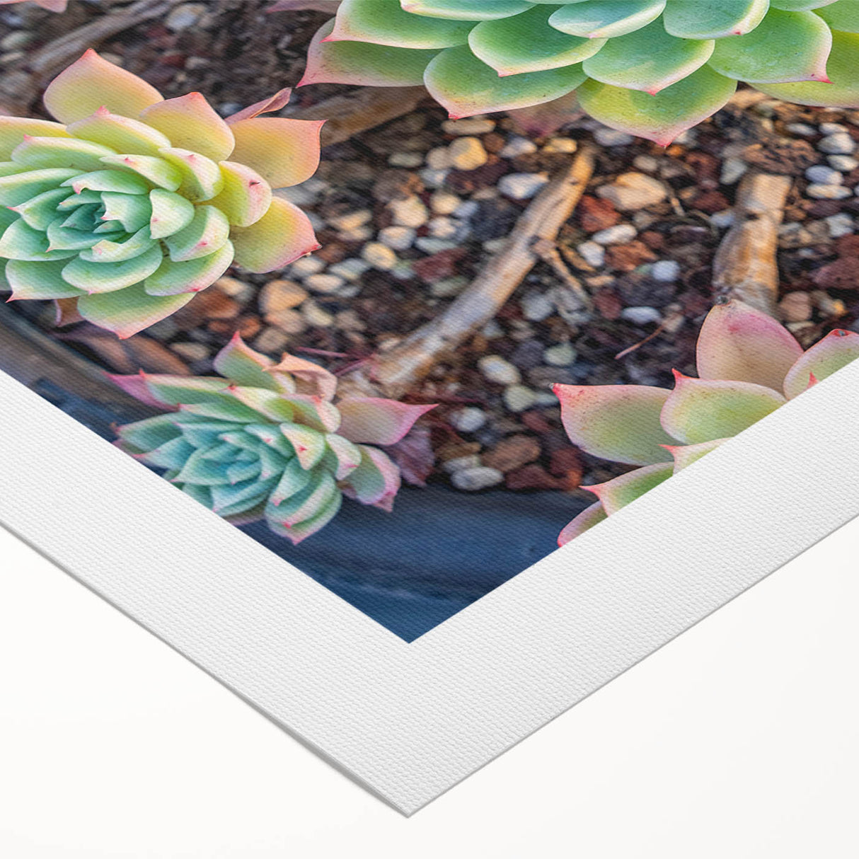 Botanical wall art featuring a vibrant collection of succulents in various shades of green and pink, printed on rolled canvas, perfect for home decor.