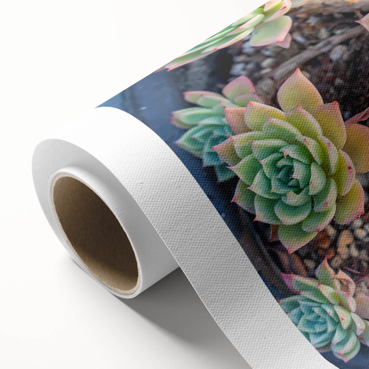 Rolled canvas print showcasing a vibrant botanical design with various colorful succulents, perfect for home decor. Ideal for nature lovers and art enthusiasts.