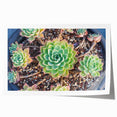 Botanical wall art collection featuring vibrant succulent designs in shades of green and pink, printed on high-quality paper, ideal for home decor or gifting.