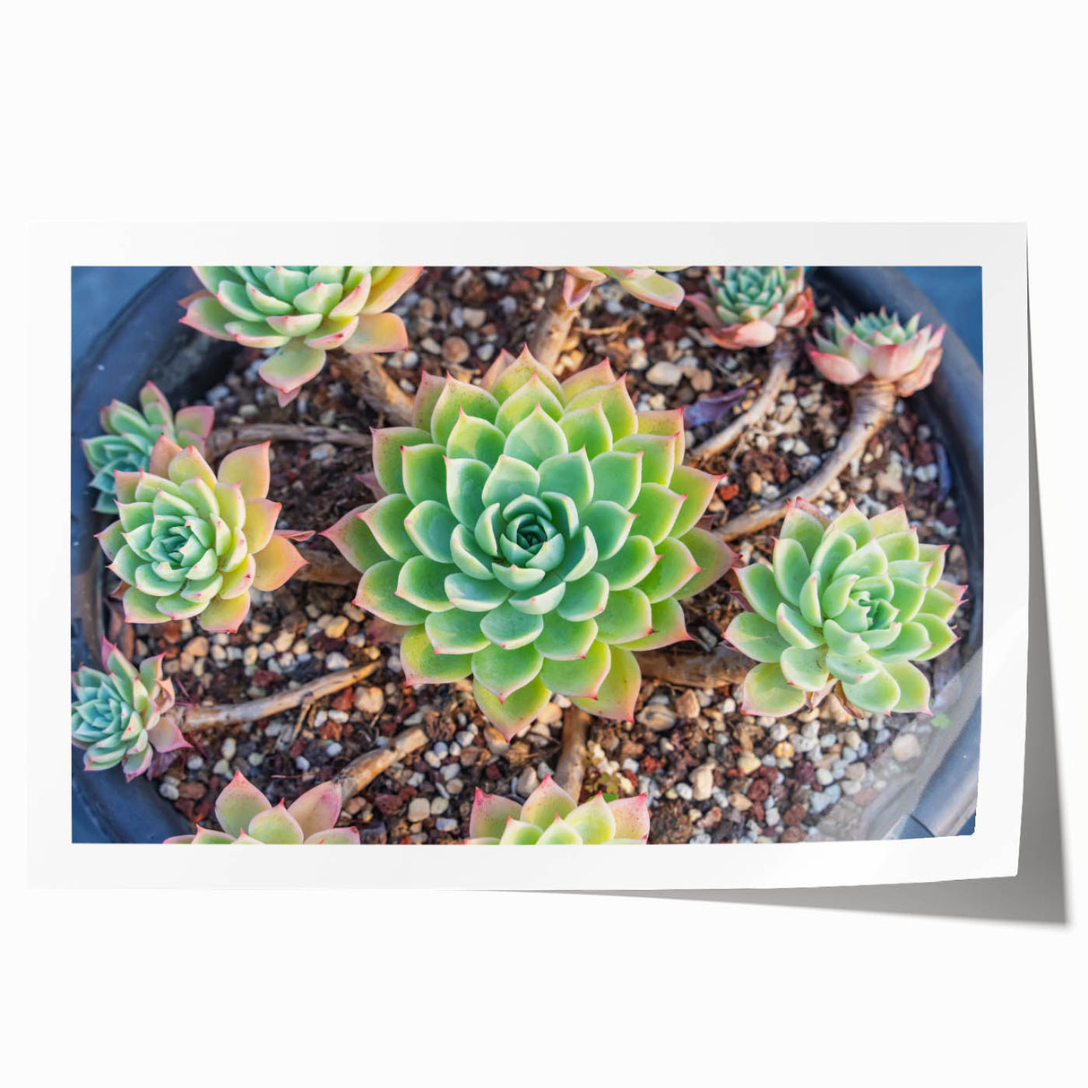 Botanical wall art collection featuring vibrant succulent designs in shades of green and pink, printed on high-quality paper, ideal for home decor or gifting.