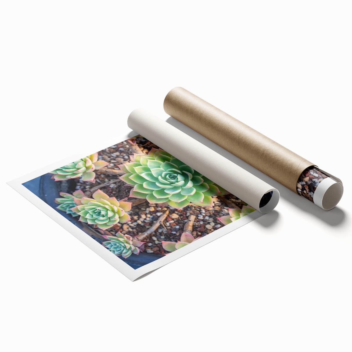 Botanical wall art featuring a vibrant collection of colorful succulents, elegantly designed for home decor, showcasing intricate details and natural textures.
