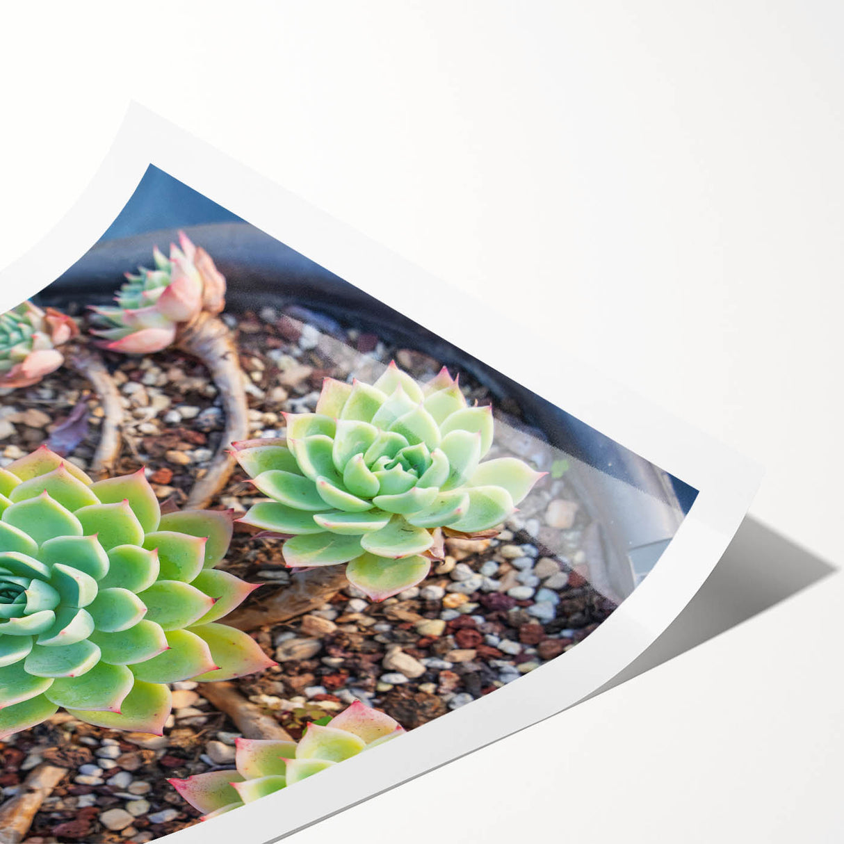 Botanical wall art collection featuring vibrant succulents in a stylish design, perfect for home decor. This rolled print showcases intricate details and rich colors, ideal for enhancing any space.