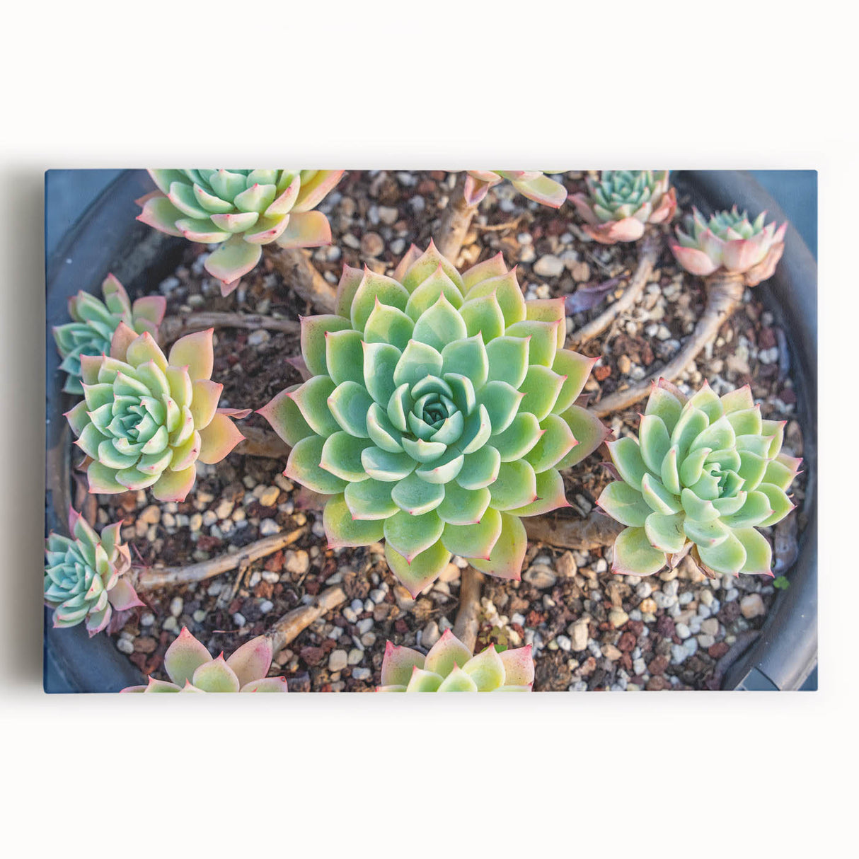 Stretched canvas wall art showcasing a vibrant collection of botanical succulents in a modern design, perfect for enhancing home decor with a touch of nature.