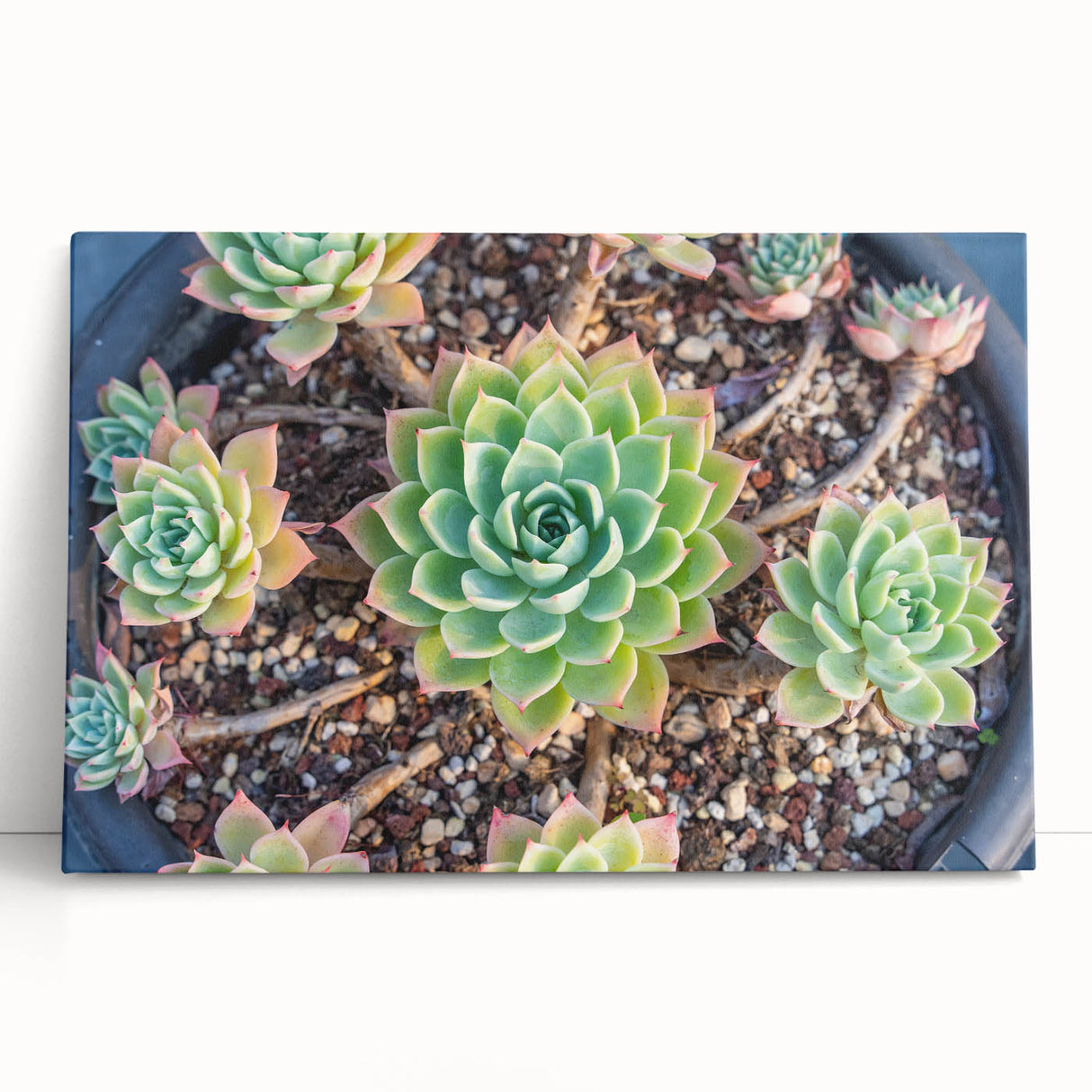 Botanical wall art collection showcasing vibrant succulents in rich greens and soft pinks, printed on high-quality stretched canvas, perfect for home decor.