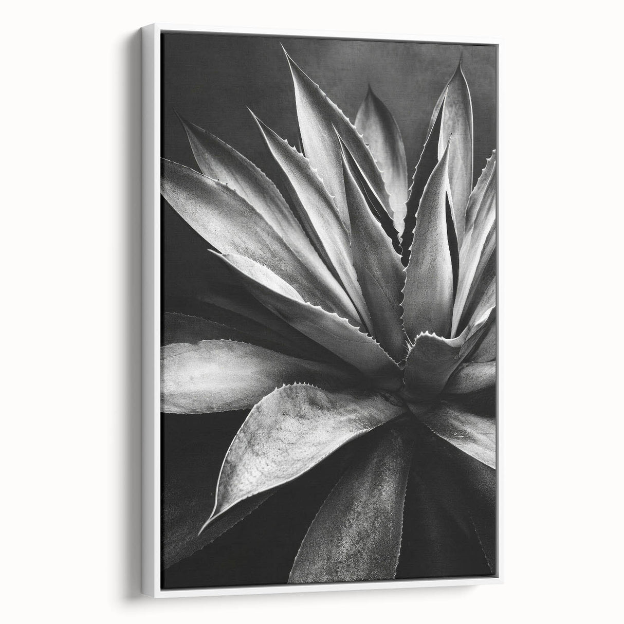 Framed canvas wall art showcasing a botanical design of colorful succulents against a white background, perfect for home decor enthusiasts seeking a vibrant, nature-inspired touch.