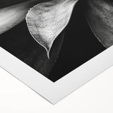 Botanical wall art collection showcasing vibrant succulents and floral designs in a rolled canvas format, perfect for home decor and enhancing interior aesthetics.