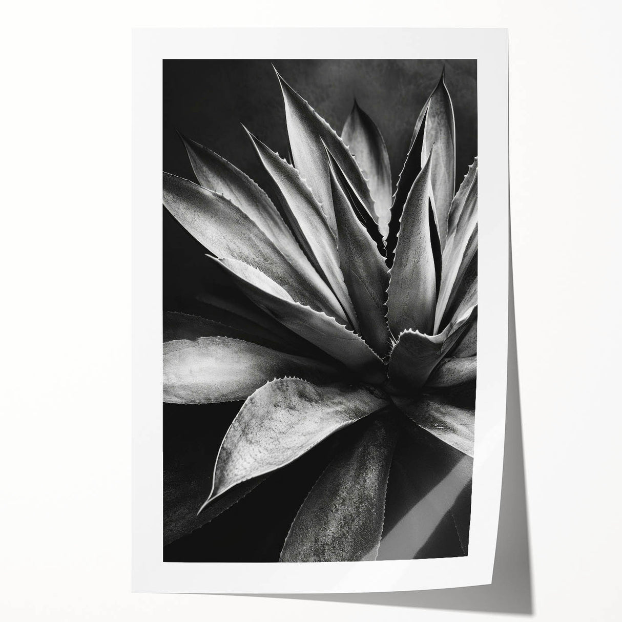 Botanical wall art print showcasing vibrant succulents in an intricate design, rolled for easy display, ideal for home decor enthusiasts. Perfect for adding a touch of nature to any space.
