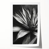 Botanical wall art print showcasing vibrant succulents in an intricate design, rolled for easy display, ideal for home decor enthusiasts. Perfect for adding a touch of nature to any space.
