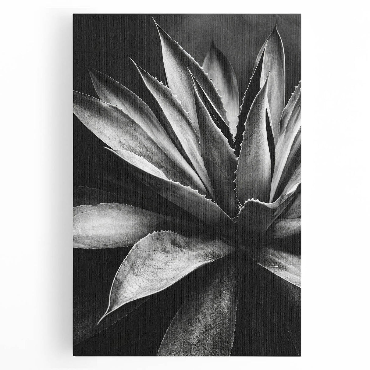 Botanical wall art collection featuring vibrant succulent illustrations on stretched canvas, showcasing intricate details and colors, ideal for home decor enhancement.