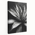 Stretched canvas featuring a botanical design of vibrant succulents, showcasing intricate details and rich colors, perfect for enhancing home decor.