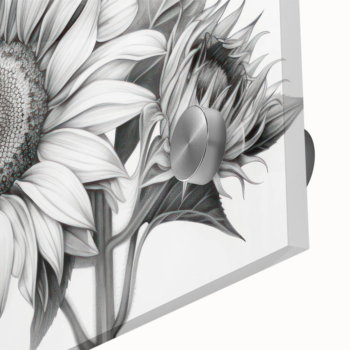 Close-up of a vibrant sunflower wall art design printed on acrylic glass, showcasing intricate details and vivid colors, ideal for home decor enthusiasts.