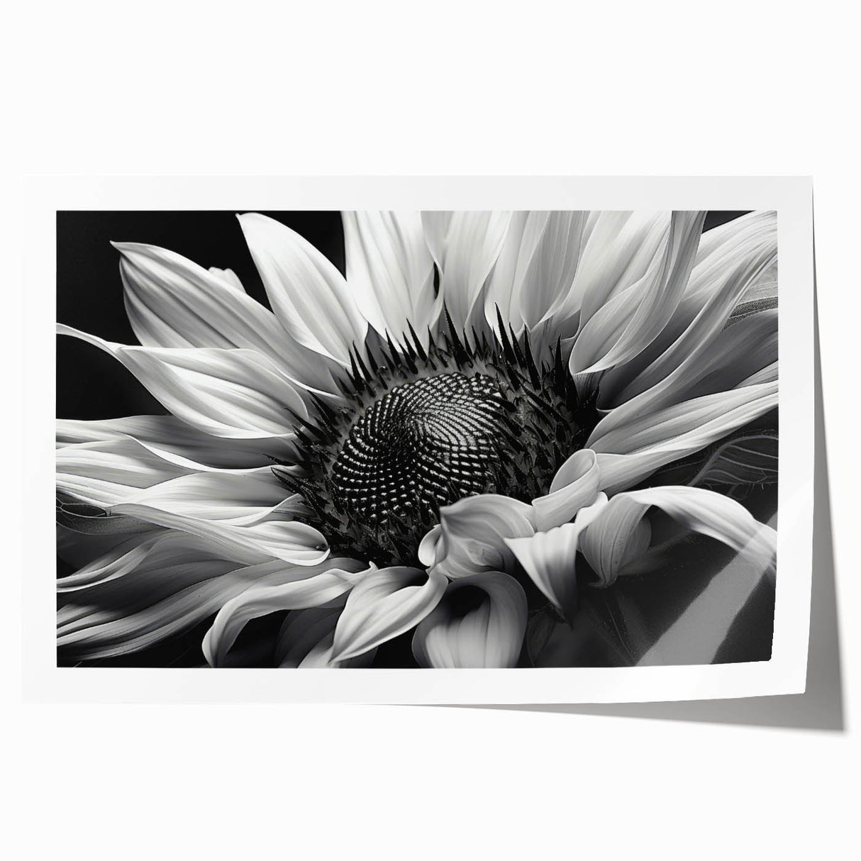Bright yellow sunflower botanical wall art print featuring intricate details and vibrant colors, perfect for home décor or gallery display. Rolled and ready for framing.