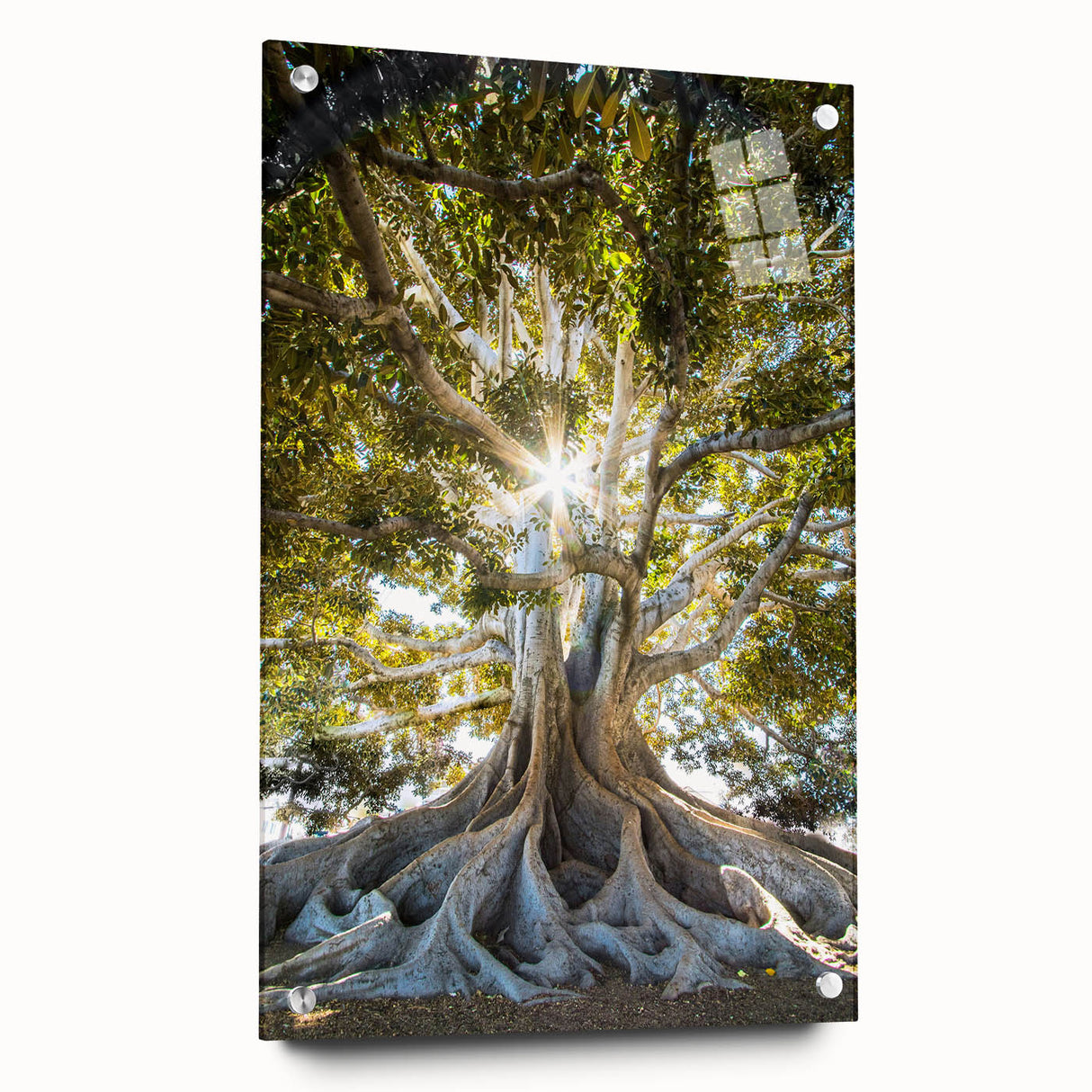 Botanical wall art collection featuring a side view of acrylic glass prints with vibrant floral designs and pins for hanging, enhancing home decor aesthetics.