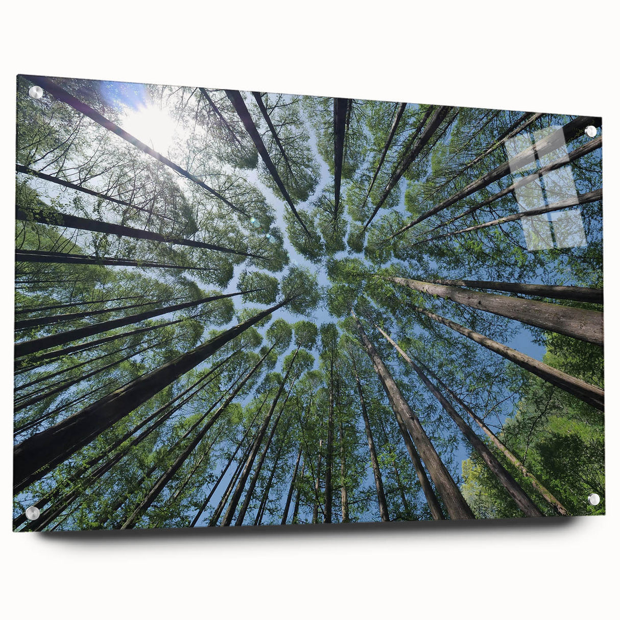 Acrylic glass wall art collection showcasing a vibrant botanical design of flowers and trees, elegantly displayed with pins on a neutral background, perfect for enhancing home decor.