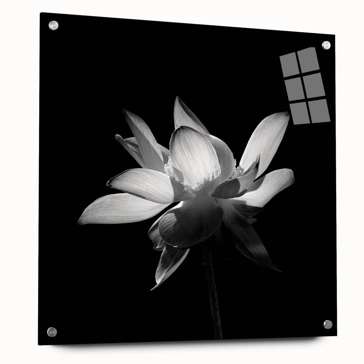 Tropical botanical wall art featuring vibrant flowers in an acrylic glass frame, displayed from the side with stylish pins, perfect for adding color to any space.