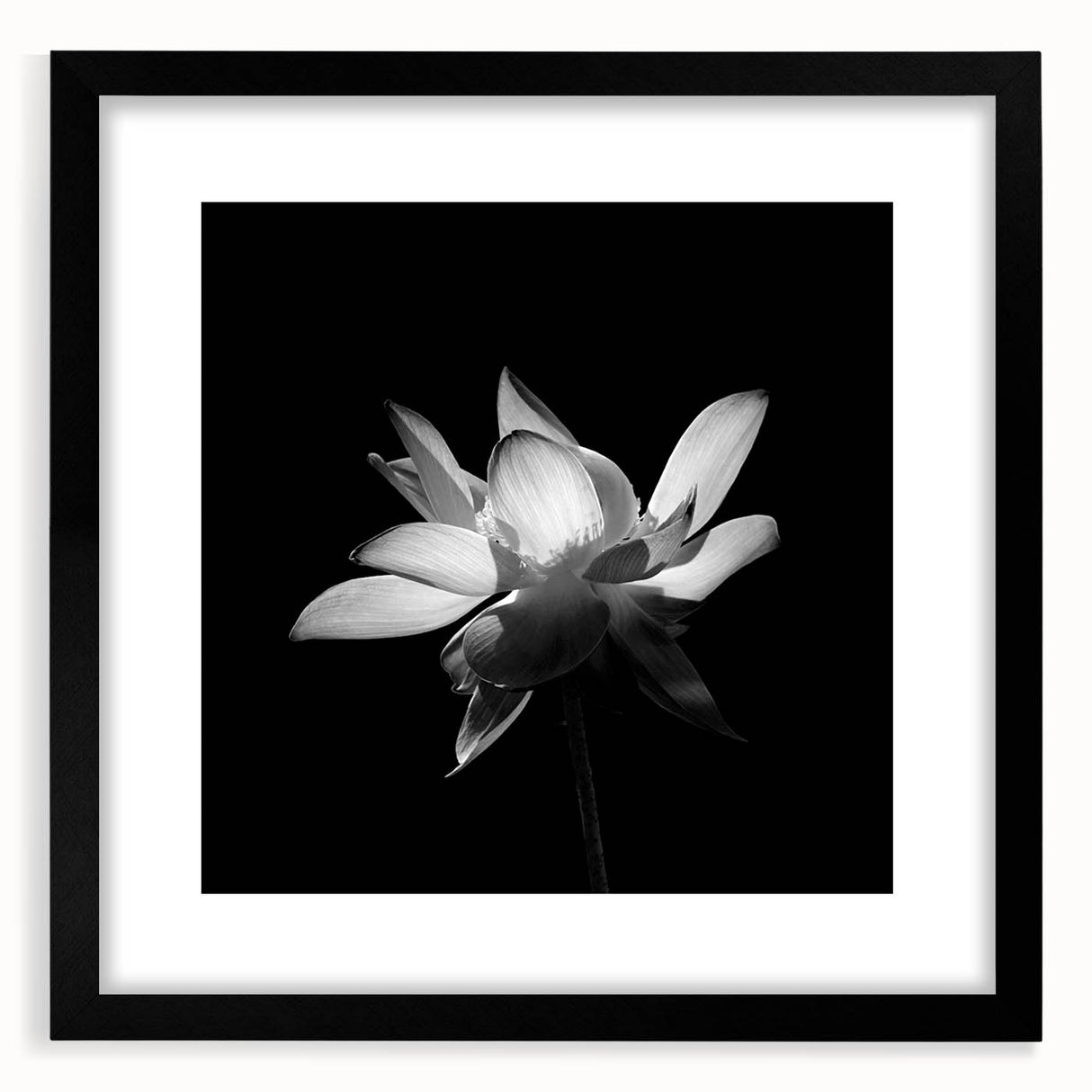 Tropical floral wall art design showcasing vibrant botanical illustrations framed in black, enhancing modern decor with a touch of nature and elegance.