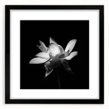 Tropical floral wall art design showcasing vibrant botanical illustrations framed in black, enhancing modern decor with a touch of nature and elegance.