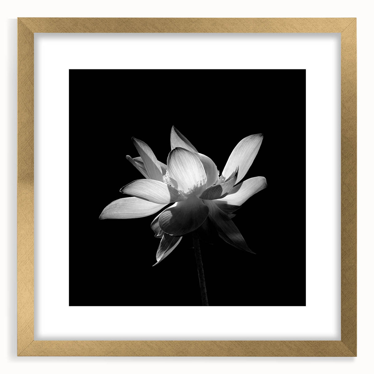 Tropical botanical wall art featuring a vibrant floral design in a gold frame with a mat, ideal for home decor. Perfect for adding a touch of nature to any room.