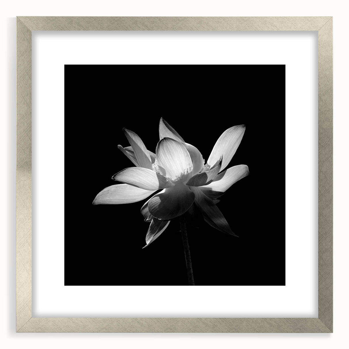 Tropical botanical wall art featuring vibrant flowers in a silver frame with a mat, showcasing a modern design ideal for home decor. Perfect for adding a pop of color to any space.