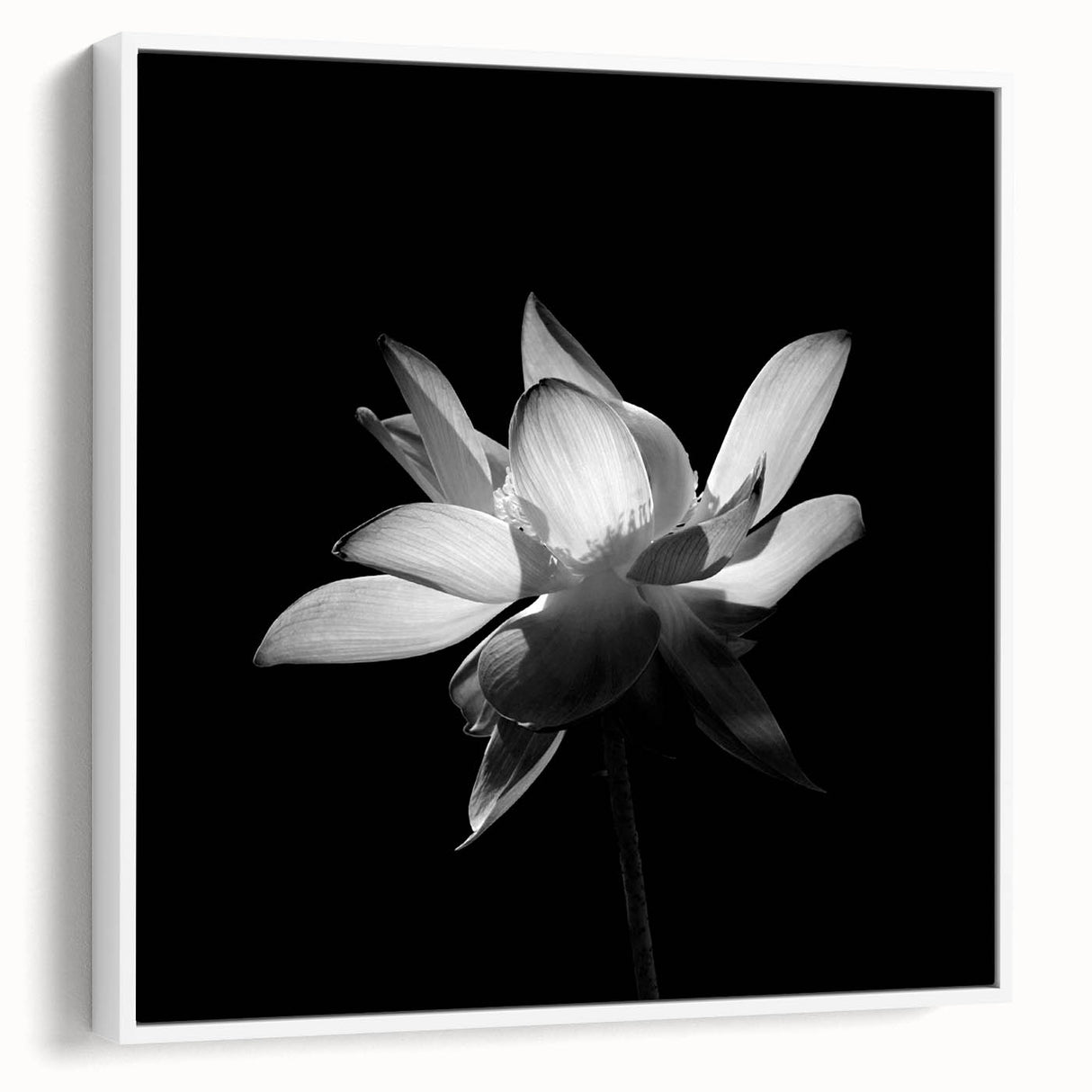 Framed canvas artwork showcasing a vibrant botanical tropical flower design, featuring intricate details and a white frame, ideal for home decor enhancement.