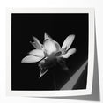 Tropical botanical wall art print showcasing vibrant flowers with lush green leaves, ideal for home decor, delivered rolled in protective packaging.