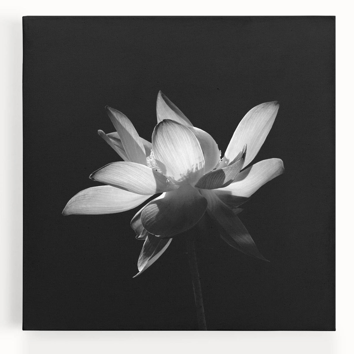 Vibrant tropical flower design on stretched canvas wall art, showcasing lush colors and intricate botanical details, perfect for enhancing any modern decor.