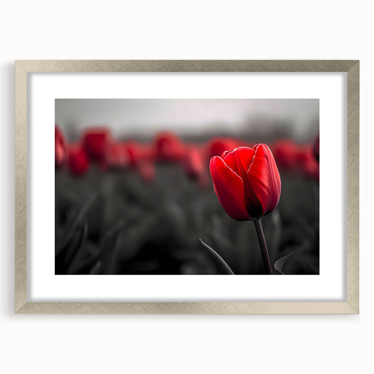Stunning botanical wall art featuring a vibrant tulip design in a silver frame with a mat, perfect for enhancing modern home decor. Ideal for floral enthusiasts.