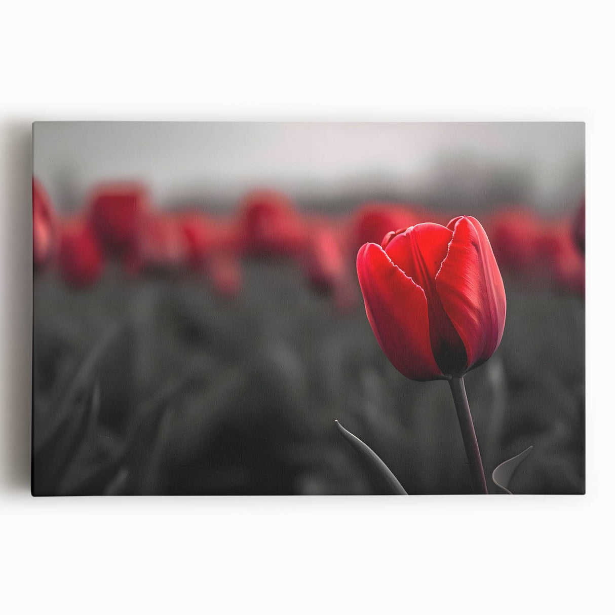 Stretched canvas art showcasing a vibrant botanical tulip design in soft pastel colors, perfect for home decor or office spaces, enhancing any interior aesthetic.