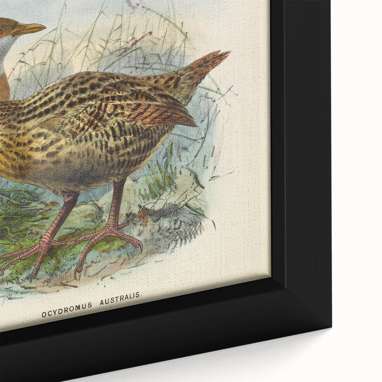 Vintage Animal Art: Bird Illustration Art Print