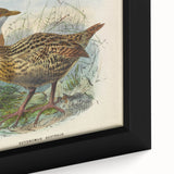 Vintage Animal Art: Bird Illustration Art Print