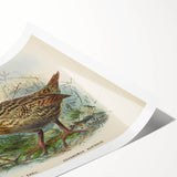 Vintage Animal Art: Bird Illustration Art Print