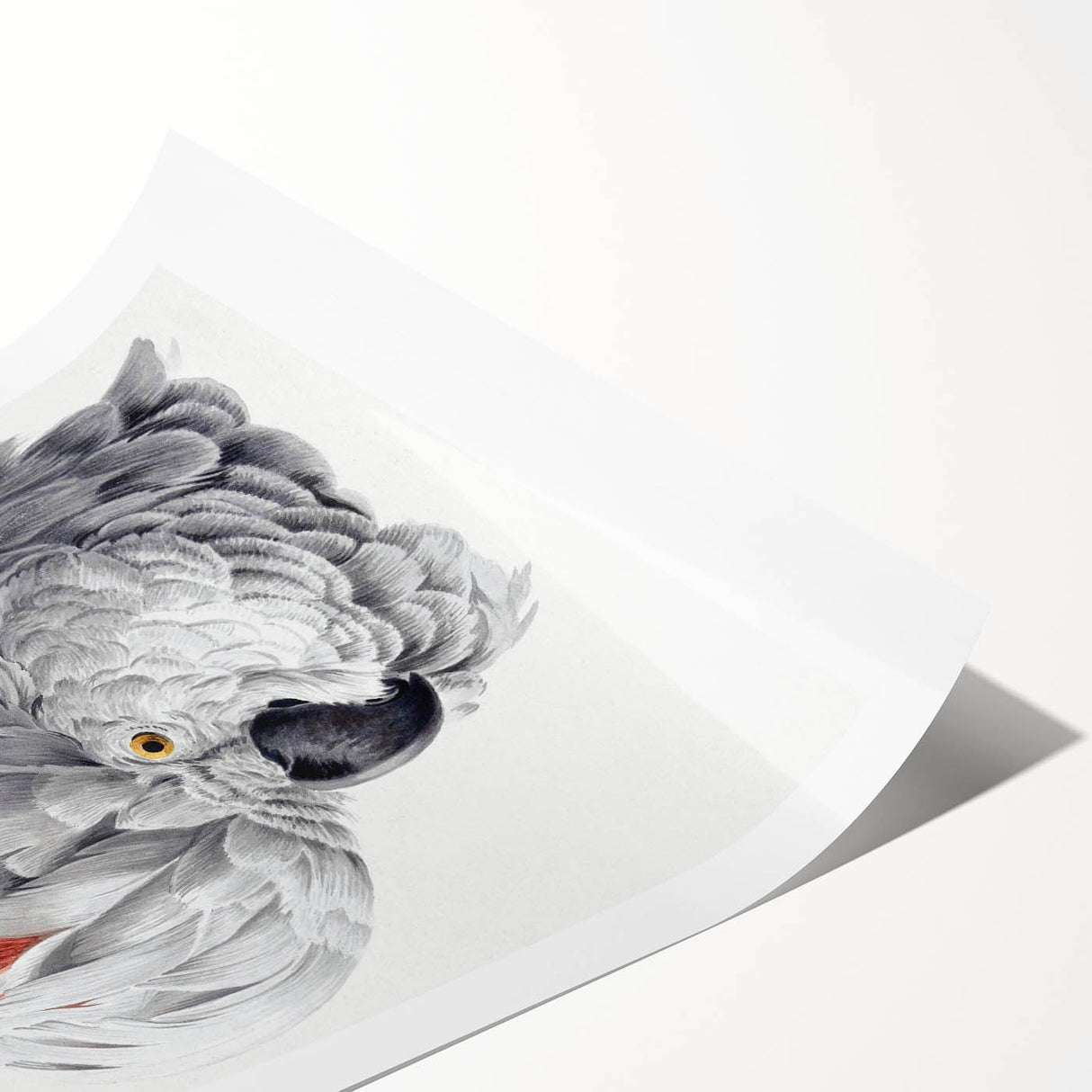 Cockatoo Illustration Art Print – Nature-Inspired Bird Wall Decor