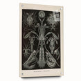 Vintage Animal Art: Intricate Marine Life Illustration Art Prints