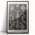 Vintage Animal Art: Intricate Marine Life Illustration Art Prints