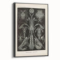 Vintage Animal Art: Intricate Marine Life Illustration Art Prints
