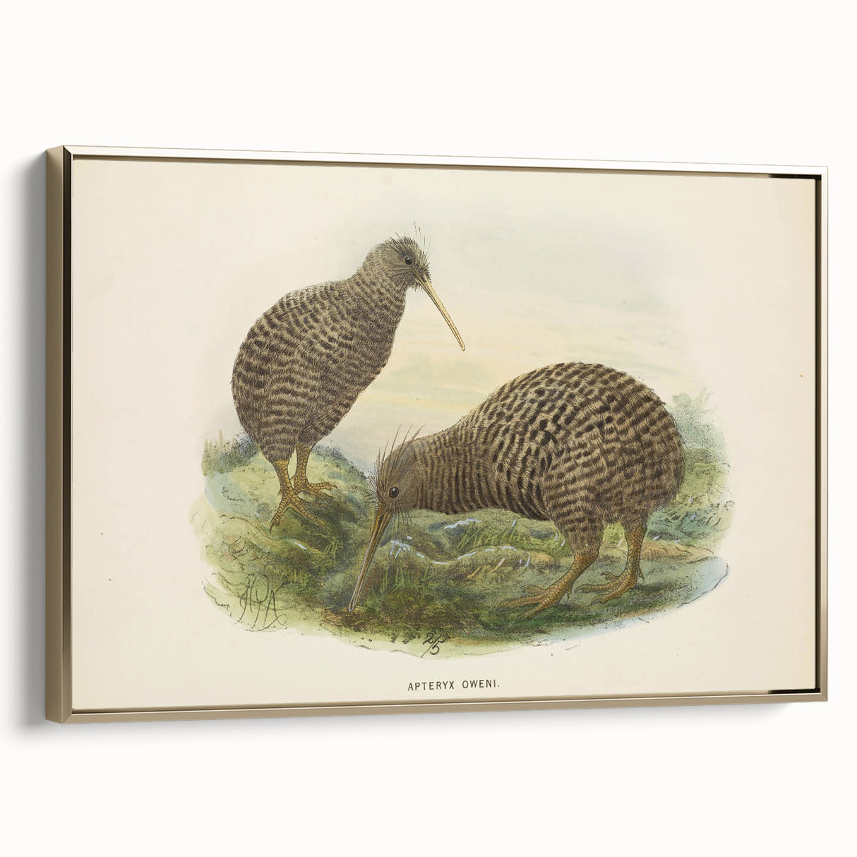 Vintage Animal Art: Kiwi Bird Illustration Art Print