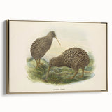 Vintage Animal Art: Kiwi Bird Illustration Art Print