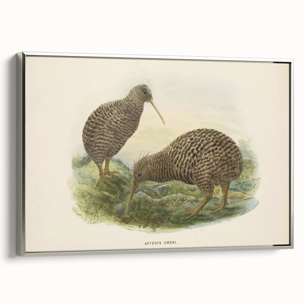 Vintage Animal Art: Kiwi Bird Illustration Art Print