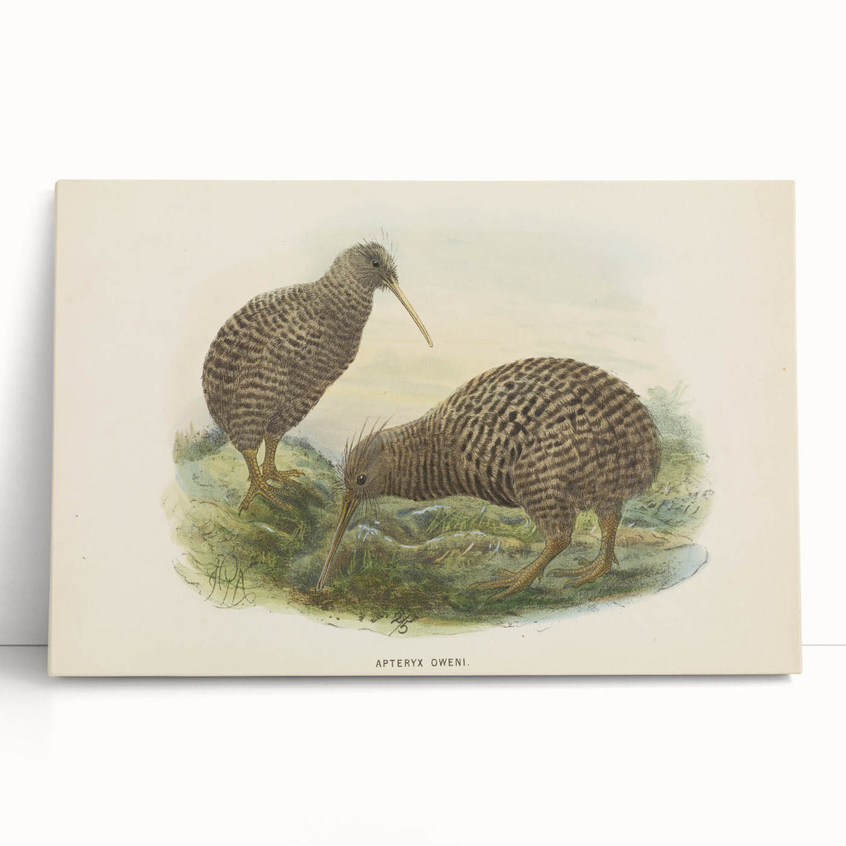 Vintage Animal Art: Kiwi Bird Illustration Art Print