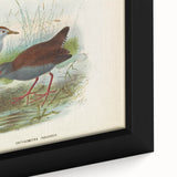 Vintage Animal Art: Bird Illustration Art Print