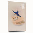 Vintage Animal Art - Swallows in Flight - Retro Animal Prints