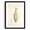 Vintage Animal Art: Allied Herring Illustration Art Prints