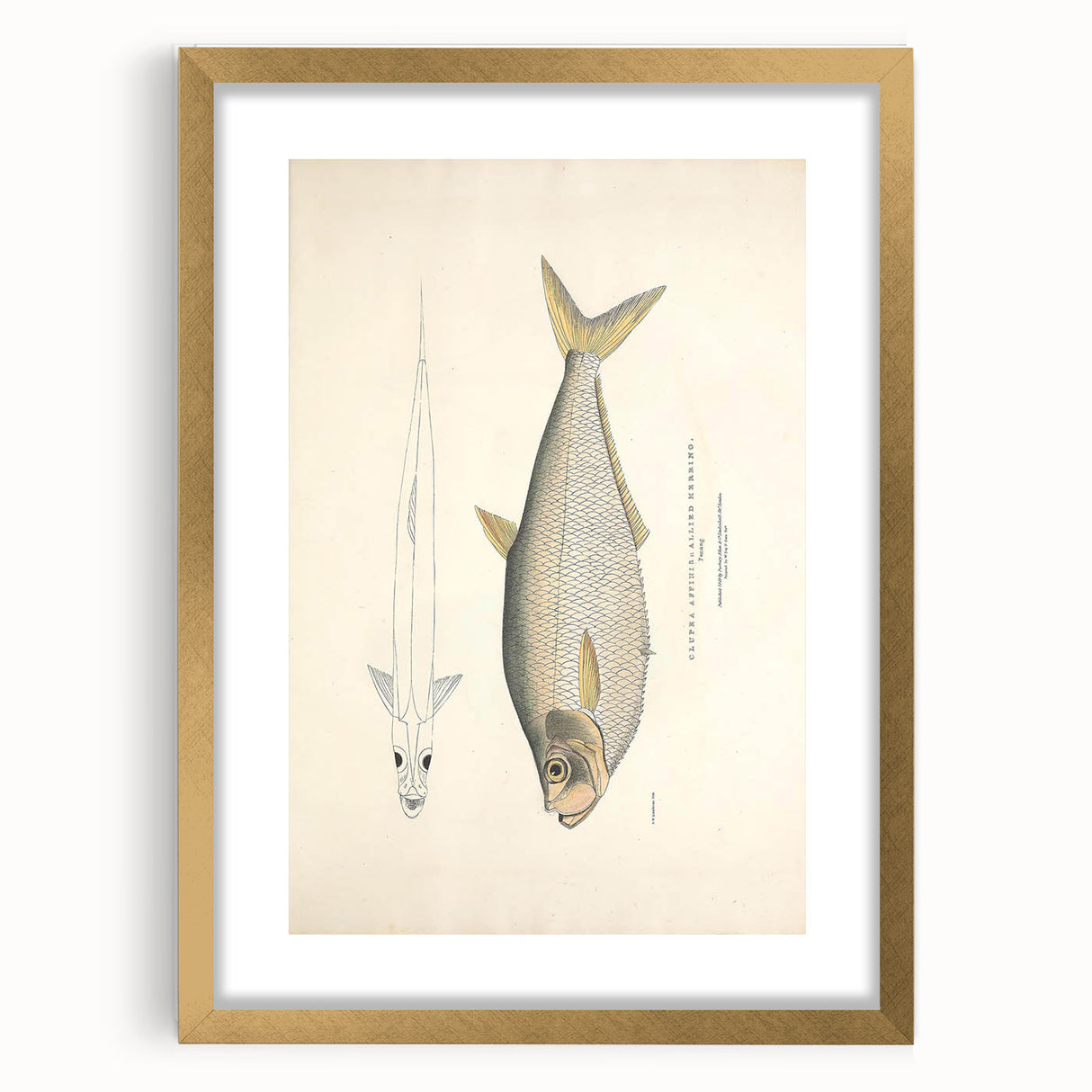 Vintage Animal Art: Allied Herring Illustration Art Prints