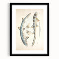 Vintage Animal Art: Spotted Shark Illustration Art Prints