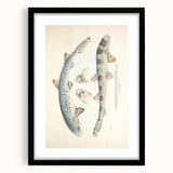 Vintage Animal Art: Spotted Shark Illustration Art Prints
