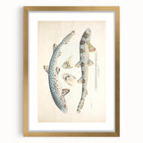 Vintage Animal Art: Spotted Shark Illustration Art Prints